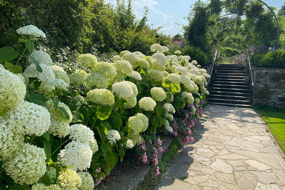 Beautiful large white hydrangea flowers lined along a pathway